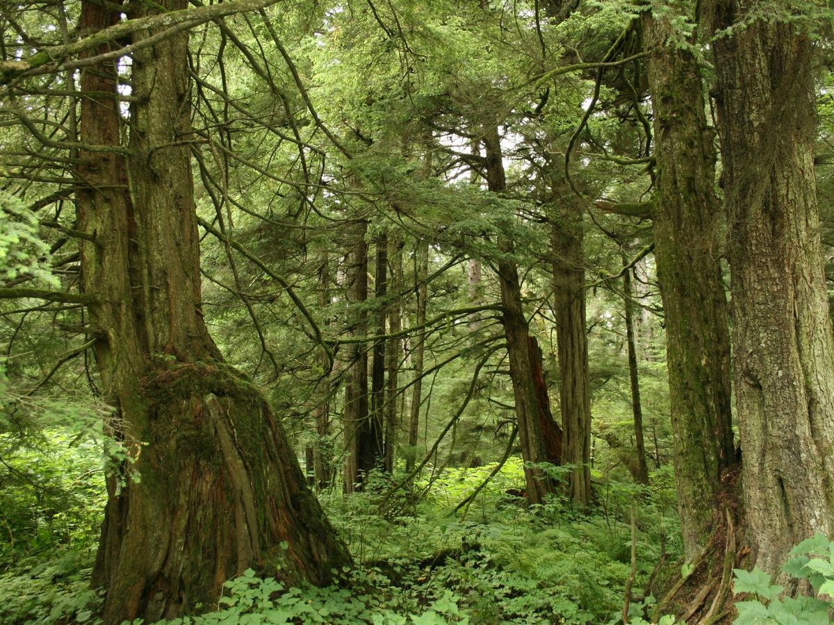 Hoia Baciu forest