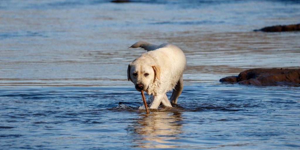 a large white dog walking across a body of water