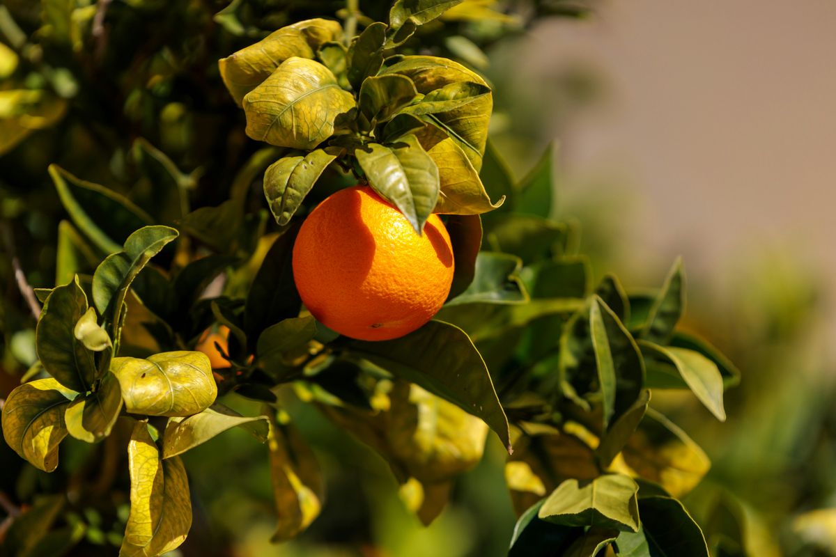 The Proof is in the Produce: JADAM's Research Farm