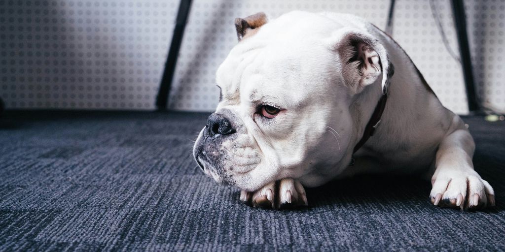 photo of adult white English bulldog lying on black area rug