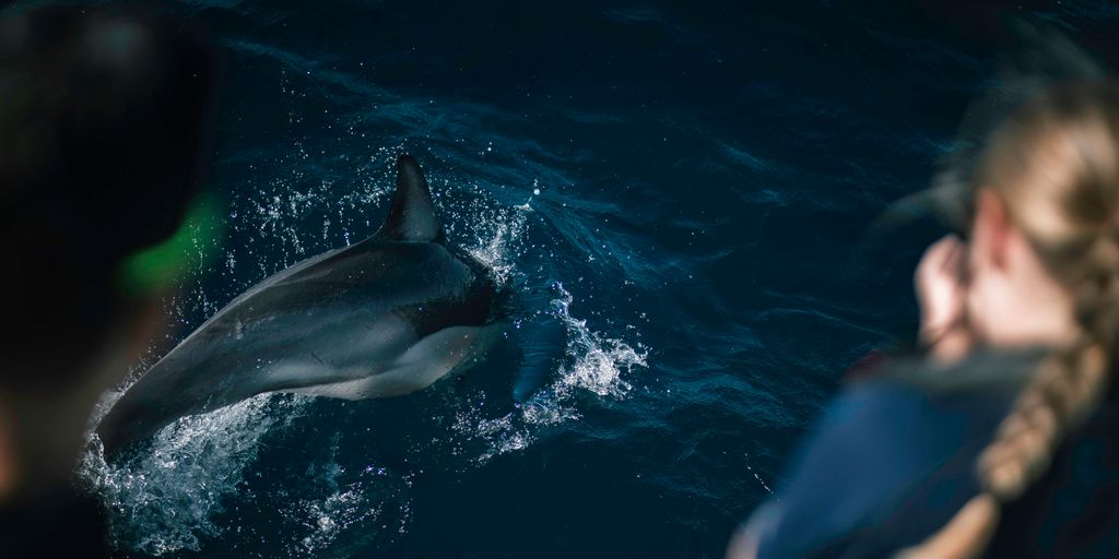 Two people watching a dolphin in the water