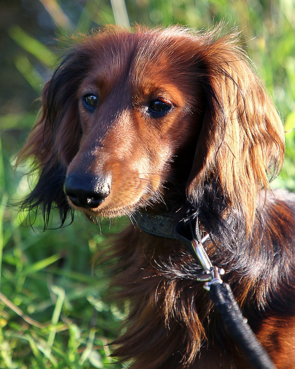 The Dachshund: A Deep Dive into the Breed's Characteristics and Legacy ...