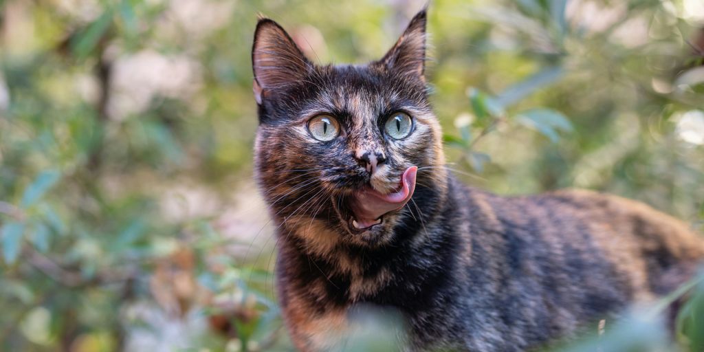 a cat with its mouth open