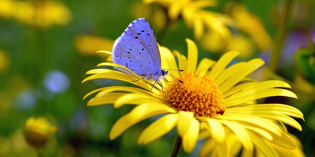 wildlife garden with birds bees butterflies and diverse plants