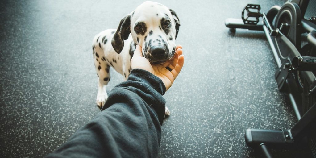 white and black dalmatian puppy
