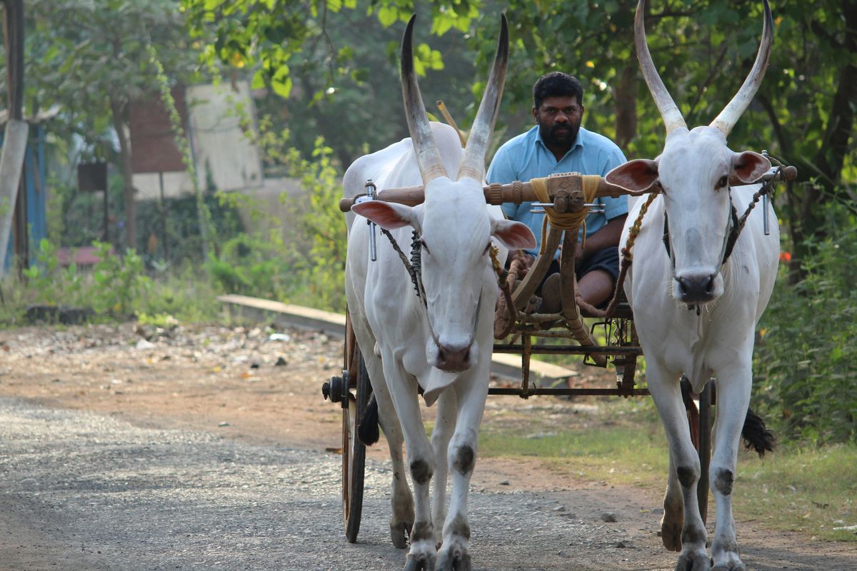 The Grassroots Movement: JADAM's Farmer-Friendly Methods