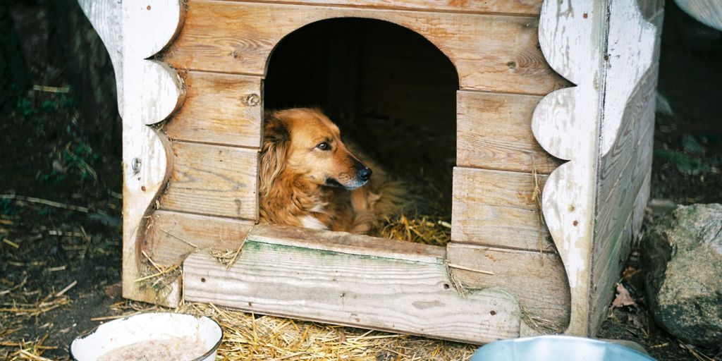 brown long coated dog in brown wooden pet cage