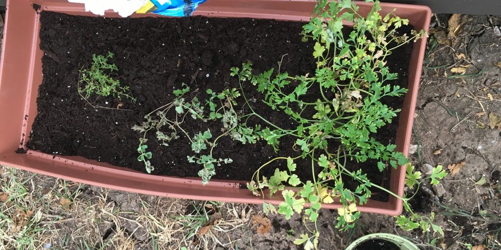fresh herb garden with various herbs in a home setting