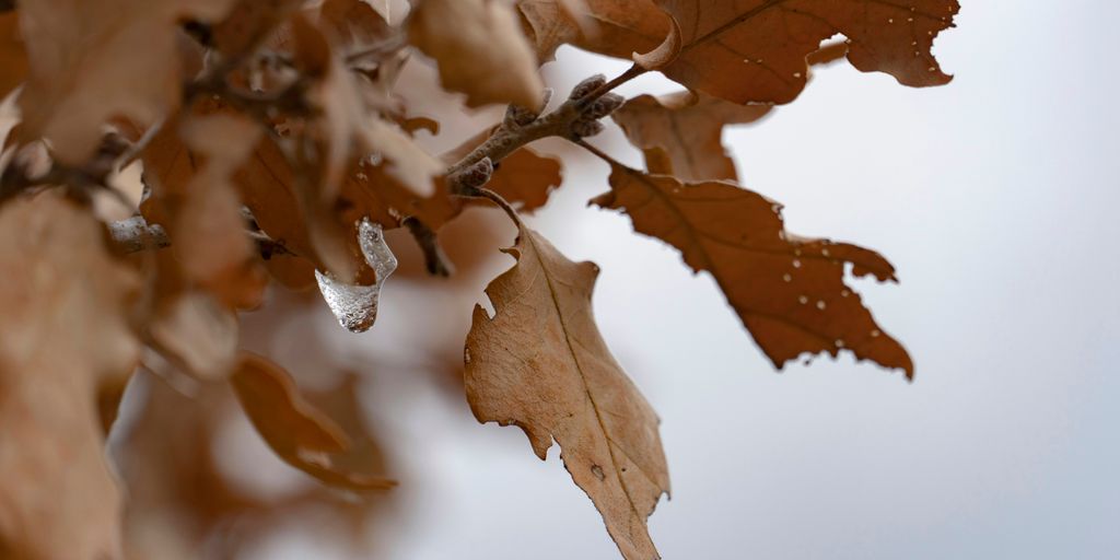 a branch of a tree with brown leaves