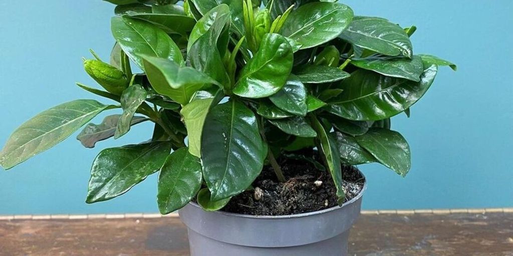 Gardenia jasminoides plant