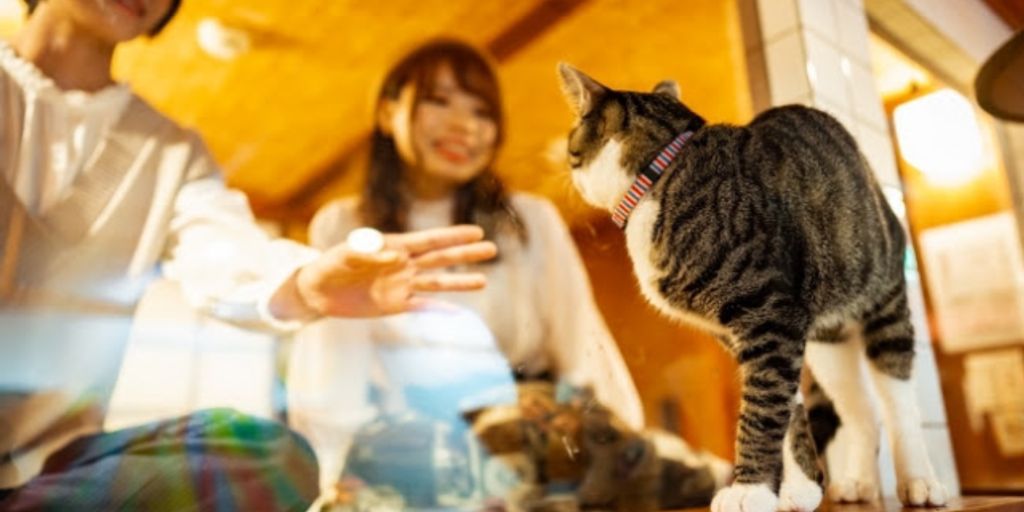 luxurious cat hotel room with multiple levels and comfortable bedding