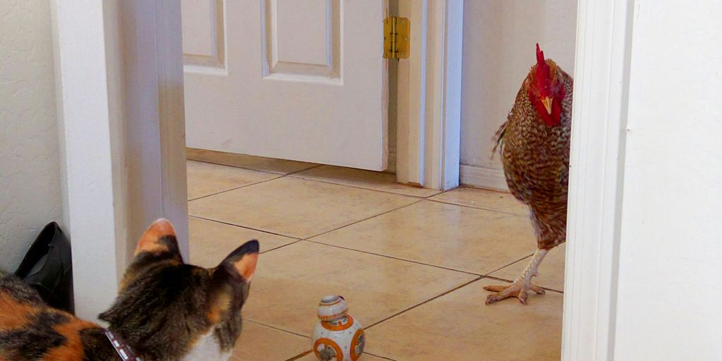 Star Wars BB-8 toy, cat, and chicken on tiled-floor
