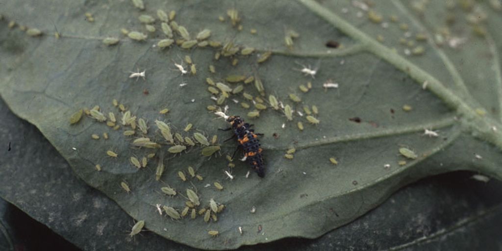 garden pests identification and natural solutions