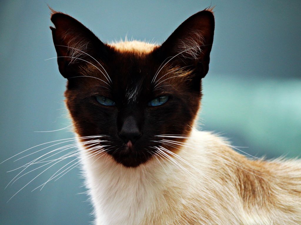 Choosing the Right Cat Breed for You Mammals Guide