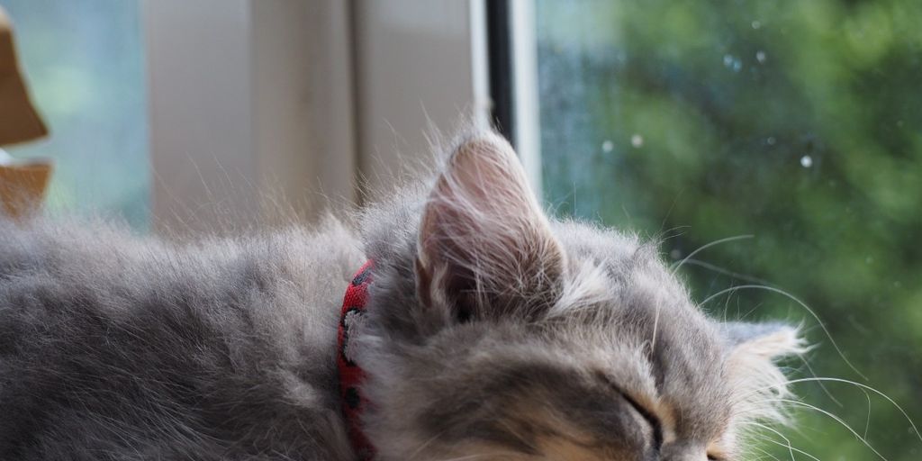 cat relaxing in a luxurious pet boarding facility