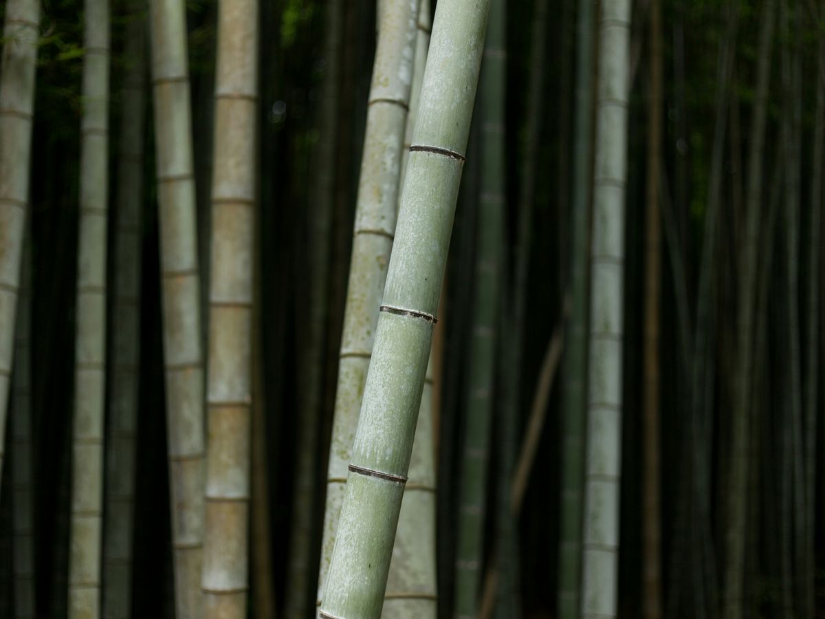 selective focus photography of bamboo trees
