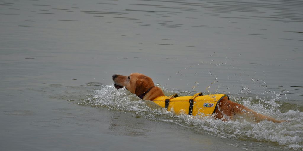 brown short coated dog on water during daytime