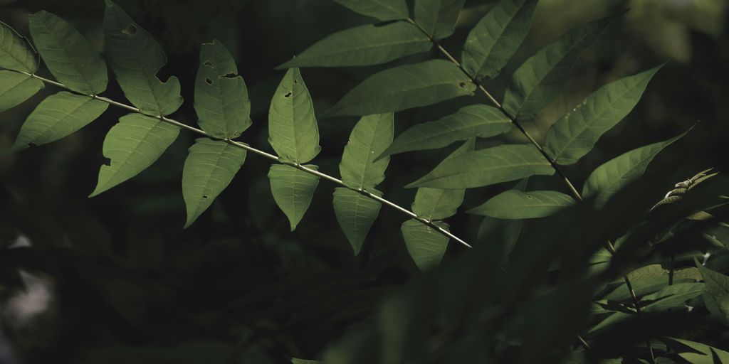 green leaves in close up photography
