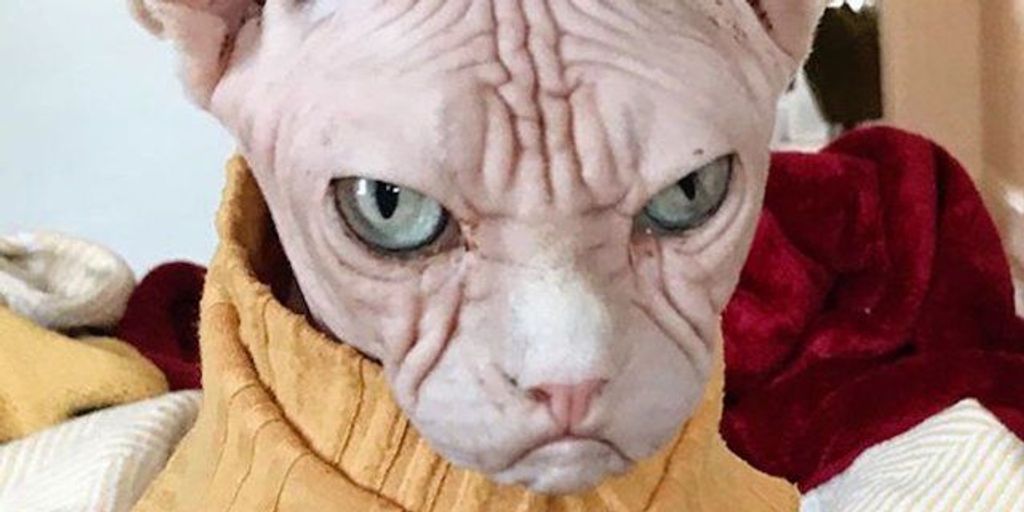 cat boarding facility with affordable services