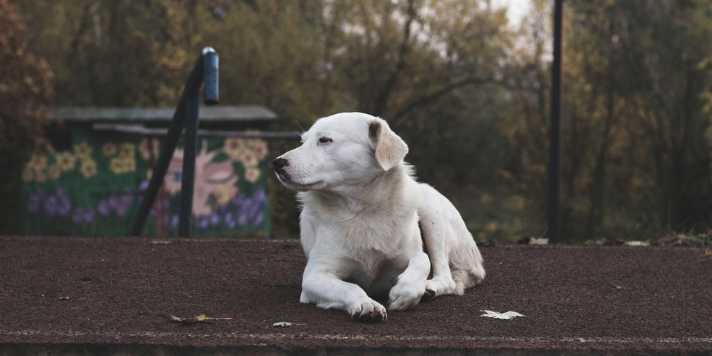 white short coated dog lying on brown concrete floor during daytime
