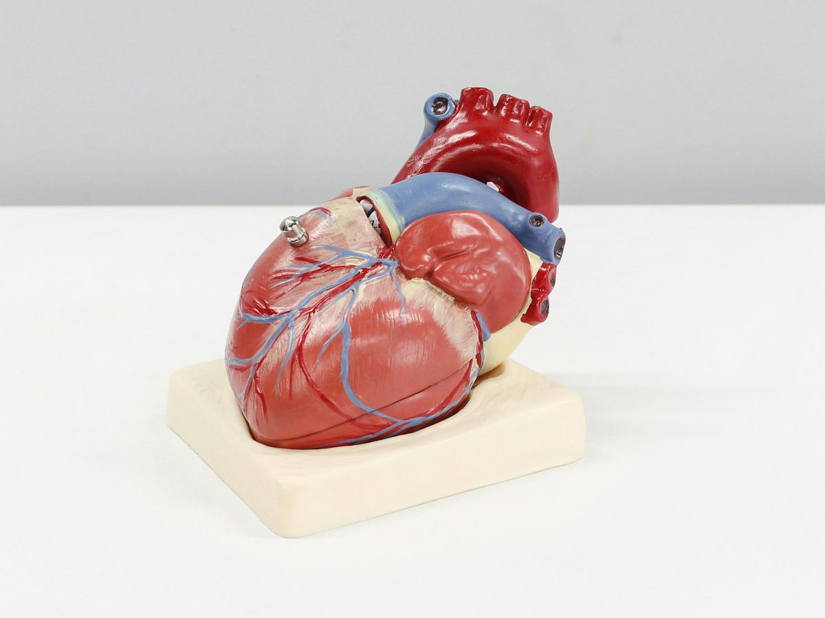 a model of a human heart on a white surface