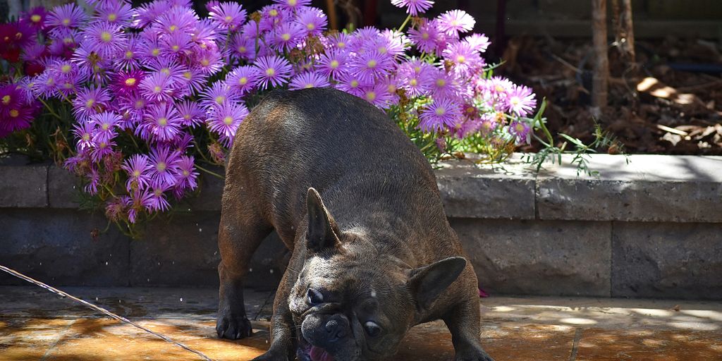 black short coated dog on brown wooden bench