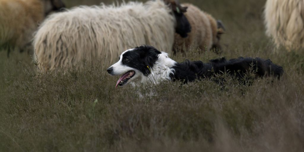 a black and white dog laying in a field of sheep