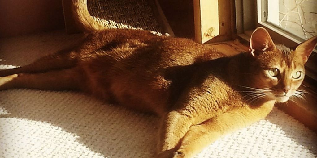 cat boarding facility