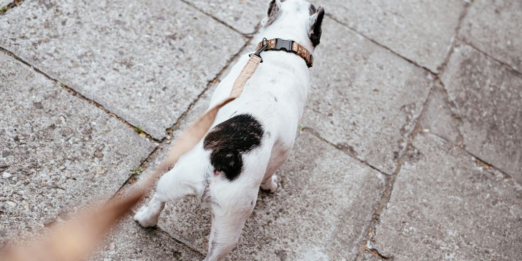 white and black short coated small dog