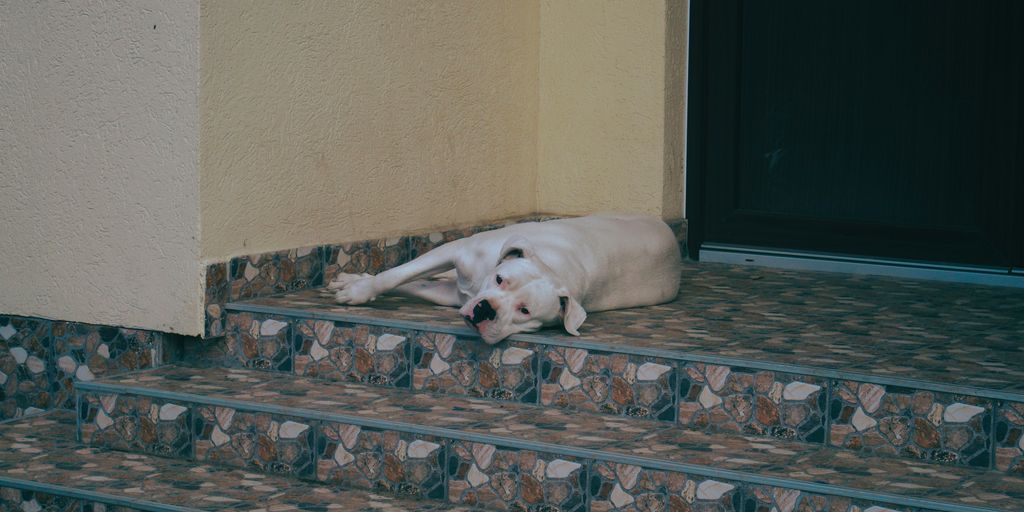 a white dog laying on a step next to a door