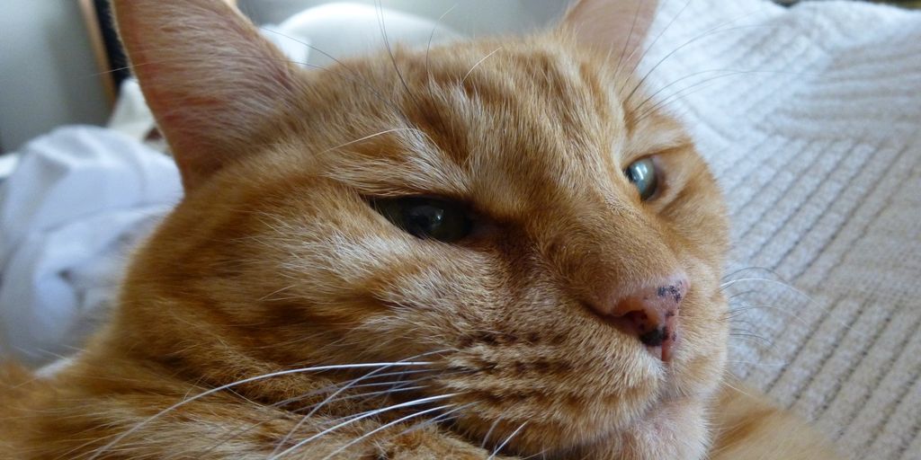 cat at vet clinic with medical equipment