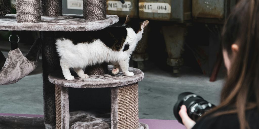 a woman taking a picture of a cat on a cat tree