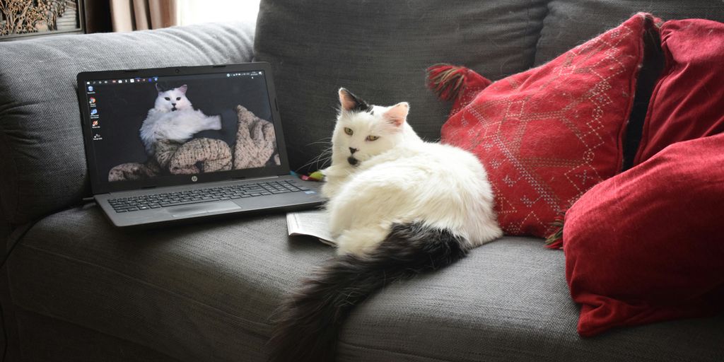 white cat lying on black leather couch