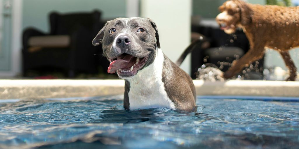 black and white american pitbull terrier mix puppy on water