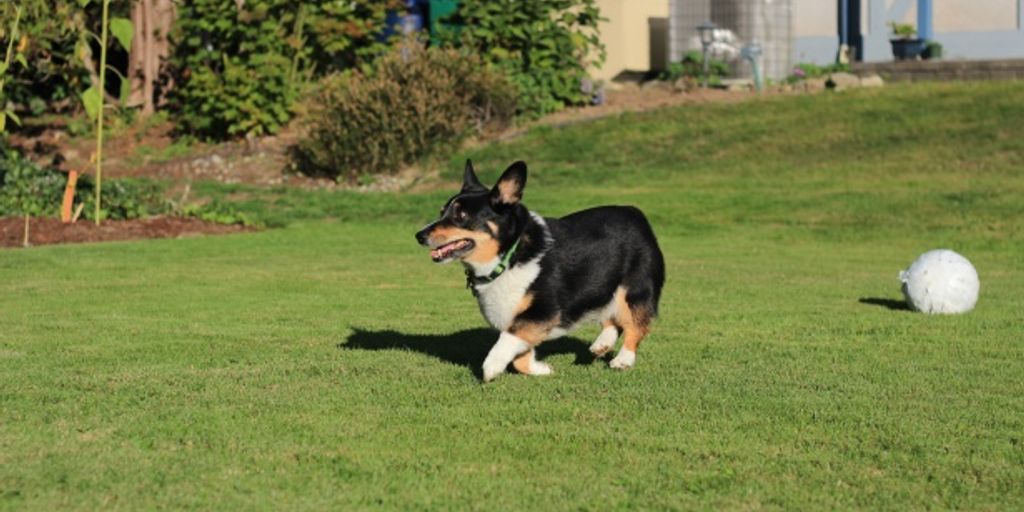 cat boarding facility with special care areas