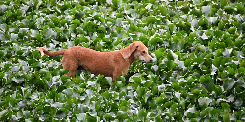 A brown dog standing in a field of green plants