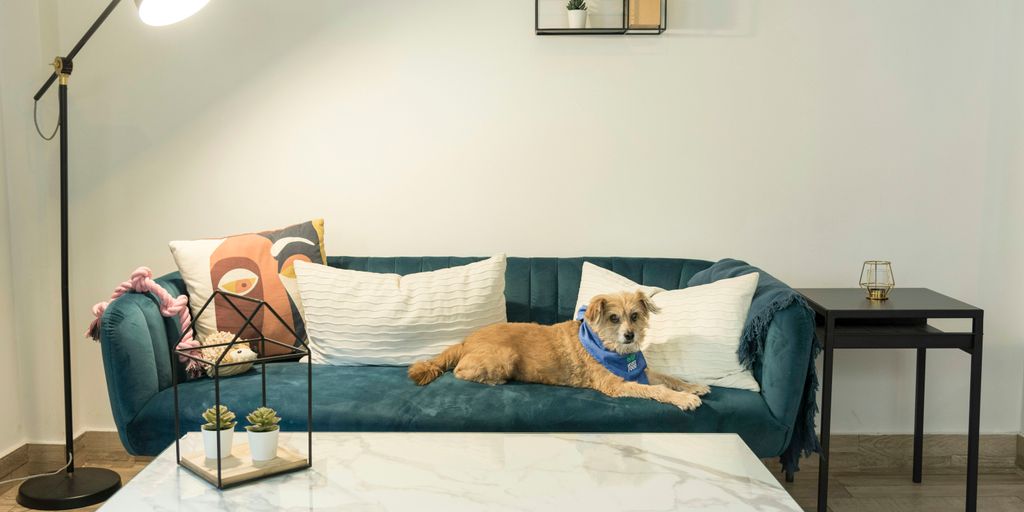 a dog lying on a couch