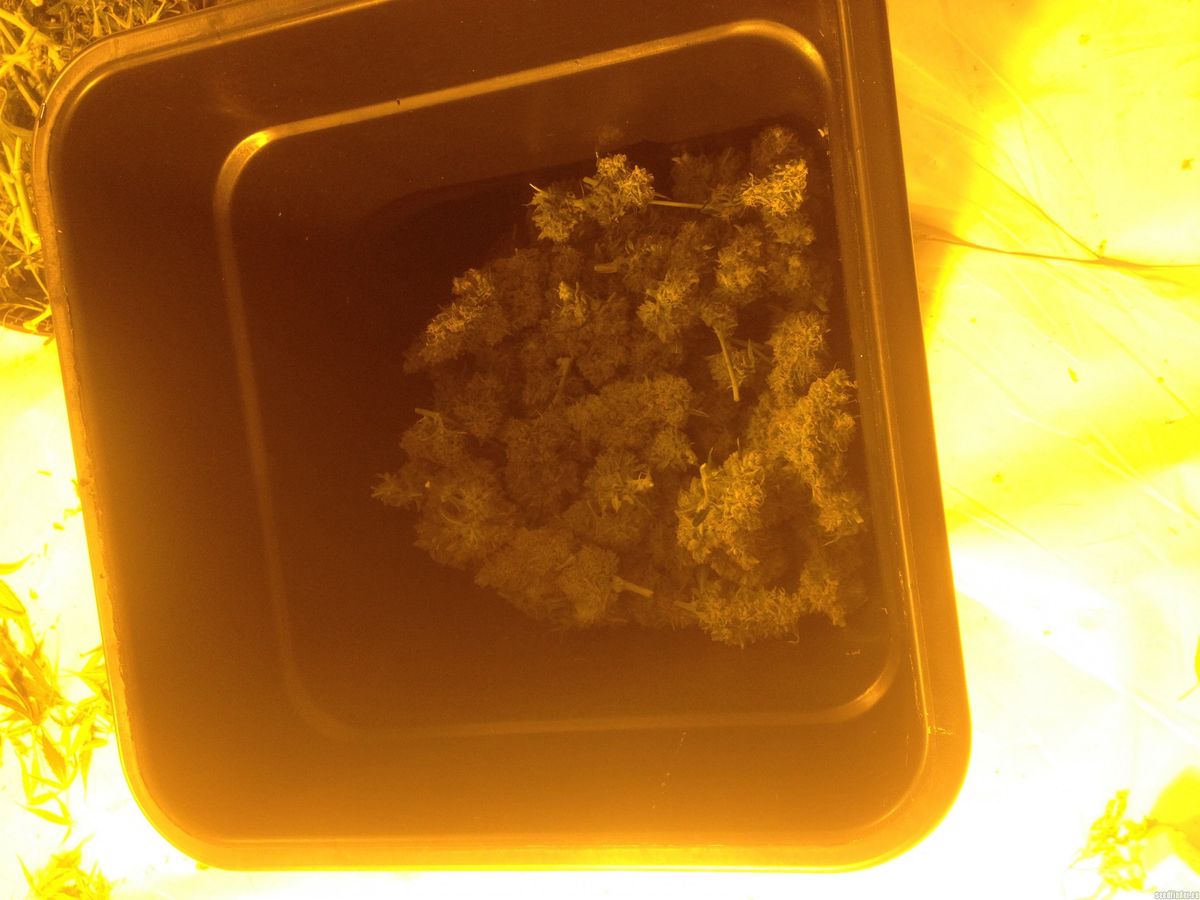 Die besten Quellen für Cannabissamen in Ackendorf