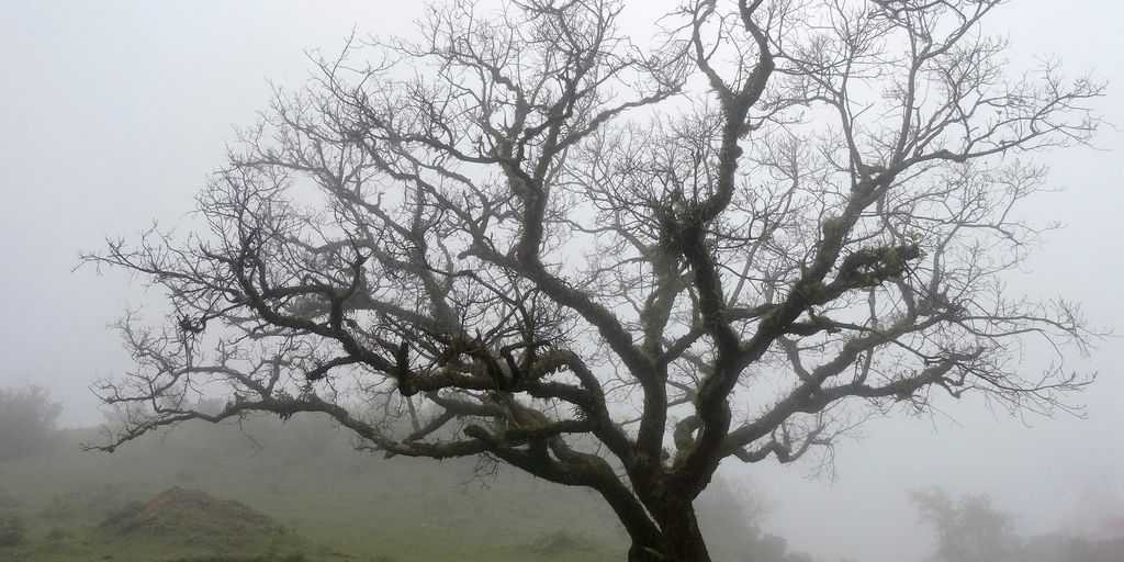 wilted tree during daytime