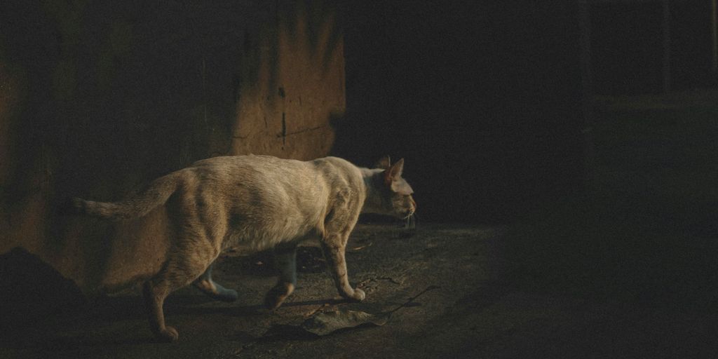 brown and white short coated dog on brown soil during night time