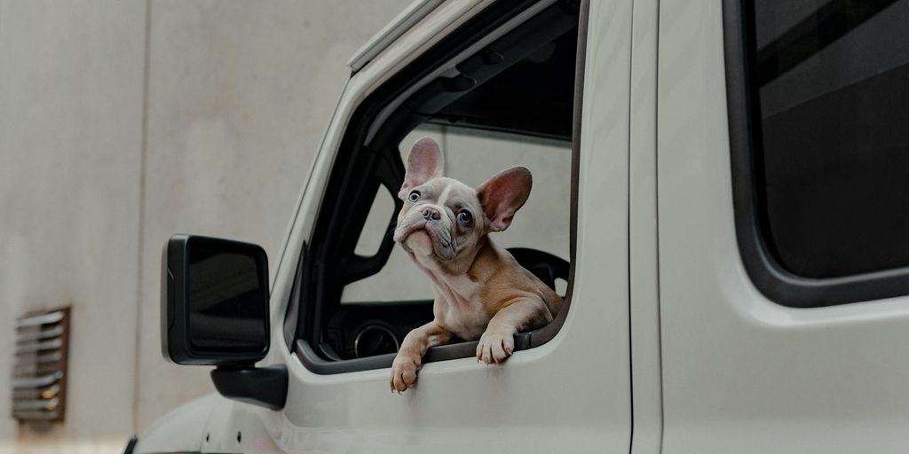 Dog looks out the window of a car.