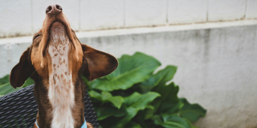 long-coated brown dog during daytime