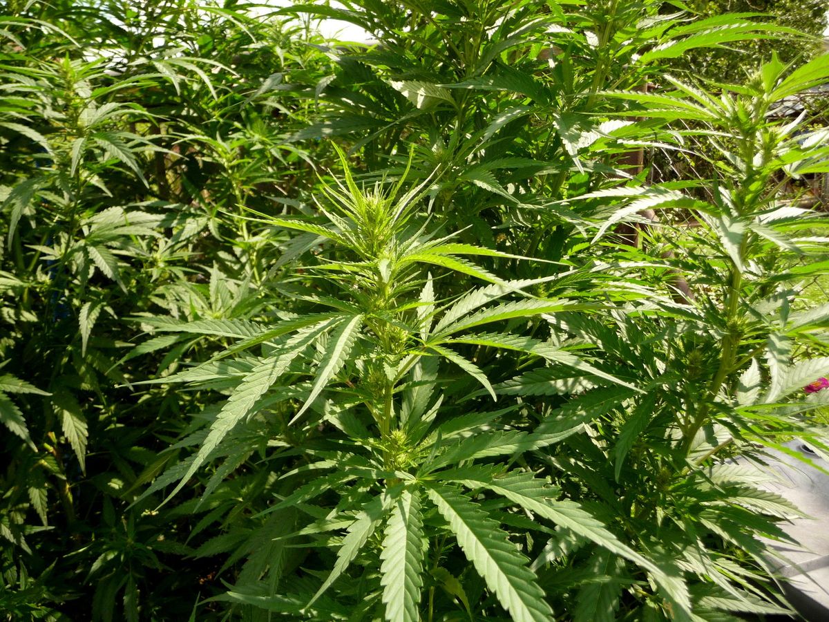 FAQs zum Cannabisanbau in Abbenrode