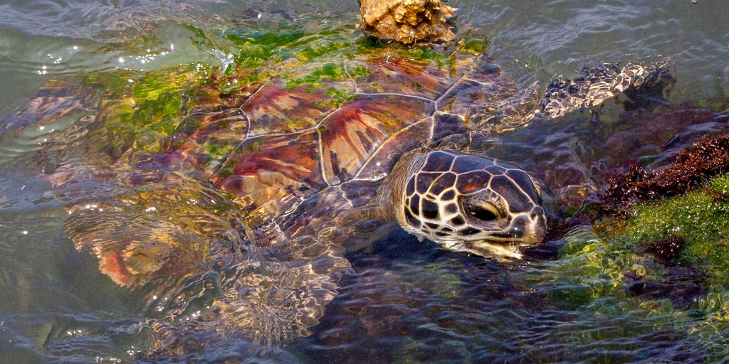 a turtle swimming in a body of water