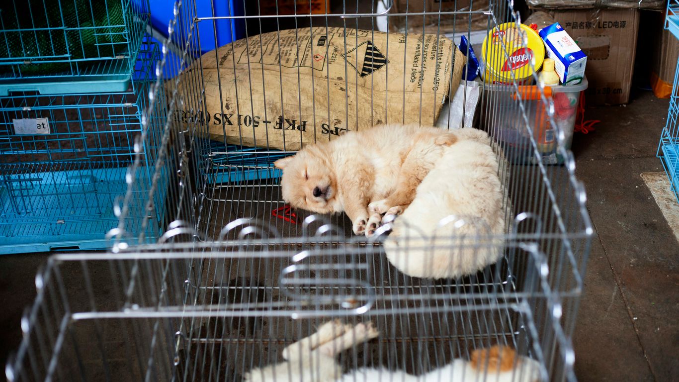 a couple of cats that are laying down in a cage