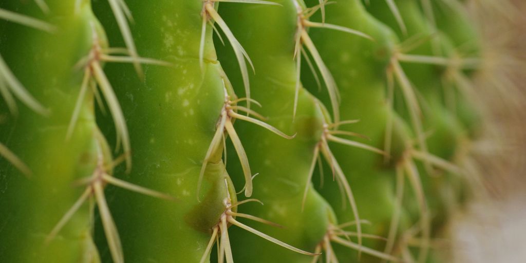A close up of a green cactus plant