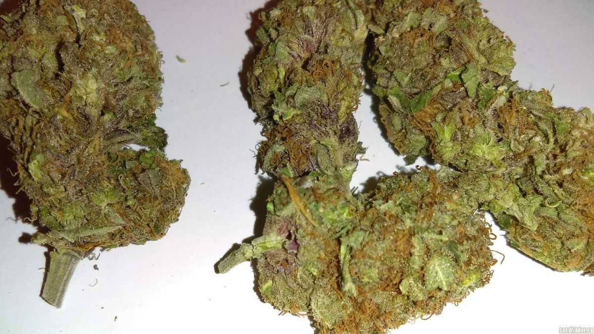 Häufige Fehler beim Kauf von Cannabissamen