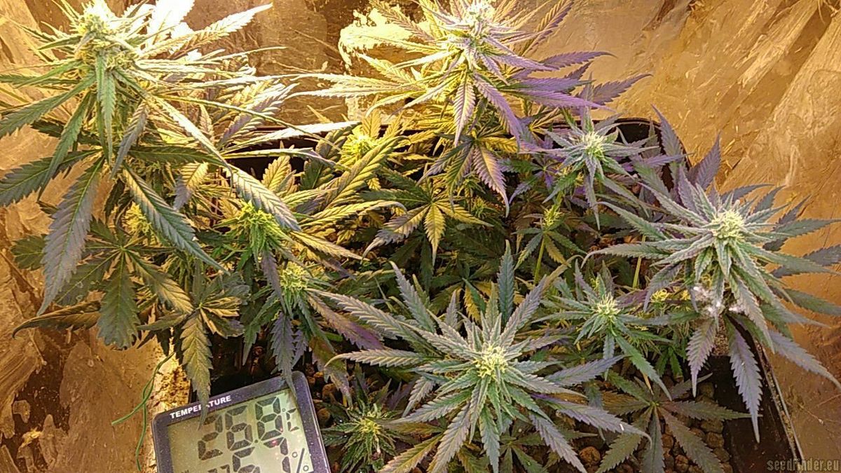 Auswahl der richtigen Cannabissamen