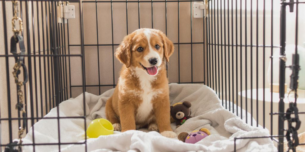 A puppy relaxing in a crate with toys.