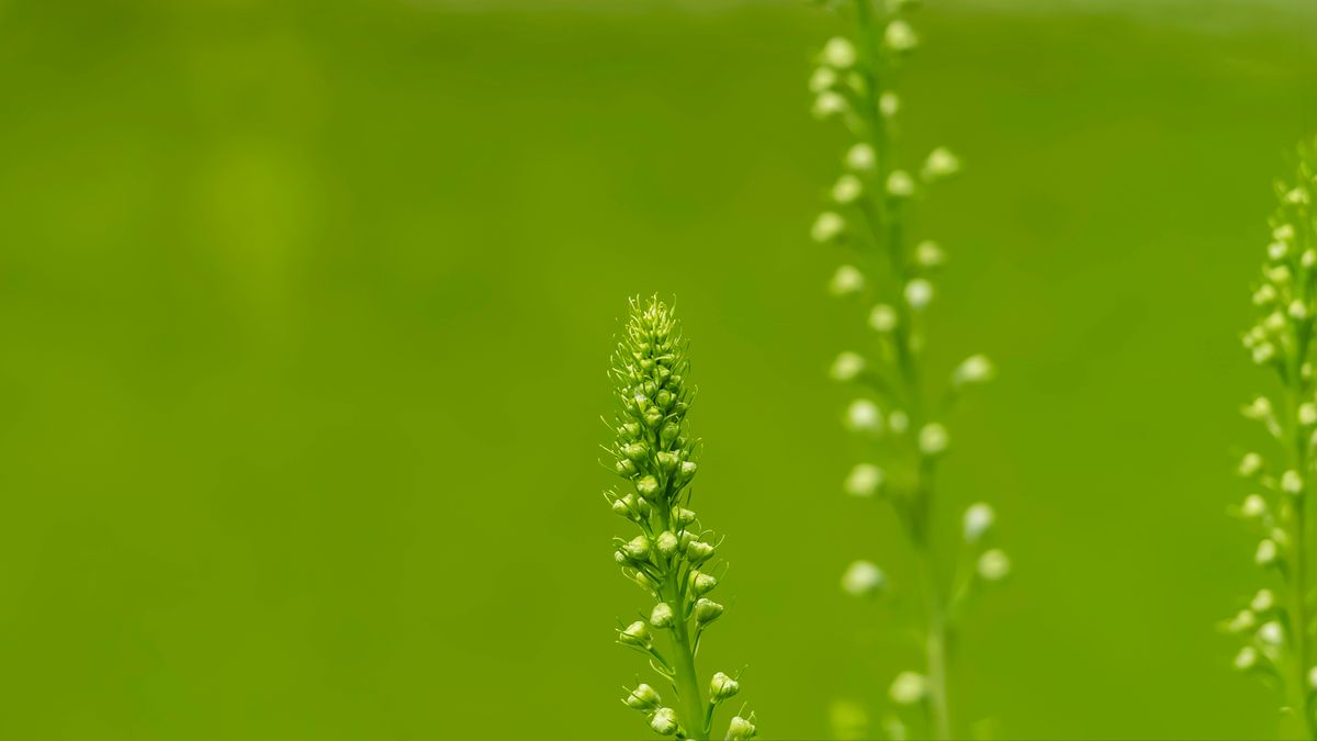 The Ecological Equilibrium: JADAM's Environmental Epics
